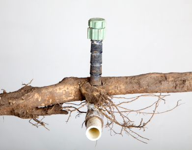 Tree root through pipe